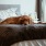 Pet-Friendly Apartments
